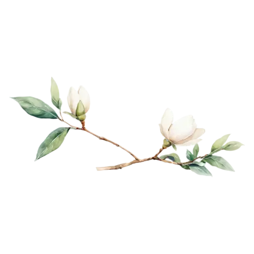 Magnolia with a large creamy-white blossom and green leaves, large cupped blossoms in creamy white and soft pink with glossy green leaves, watercolor painting, transparent background