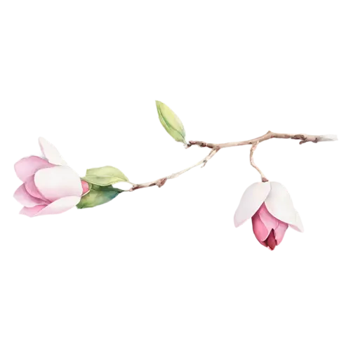 Magnolia with a soft pink blossom opening, large cupped blossoms in creamy white and soft pink with glossy green leaves, watercolor painting, transparent background
