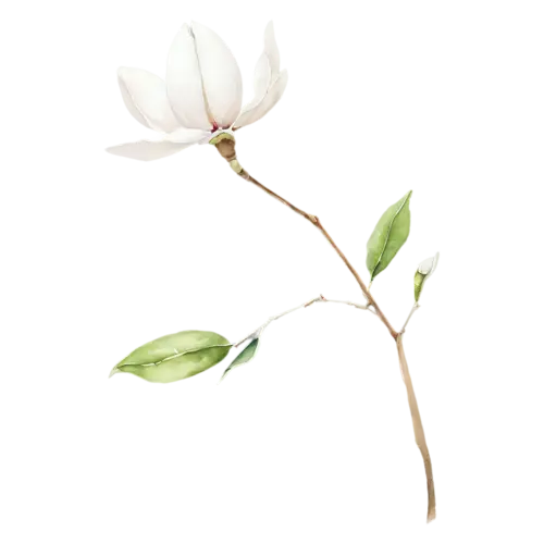 Magnolia with a single white bloom and a bud, large cupped blossoms in creamy white and soft pink with glossy green leaves, watercolor painting, transparent background