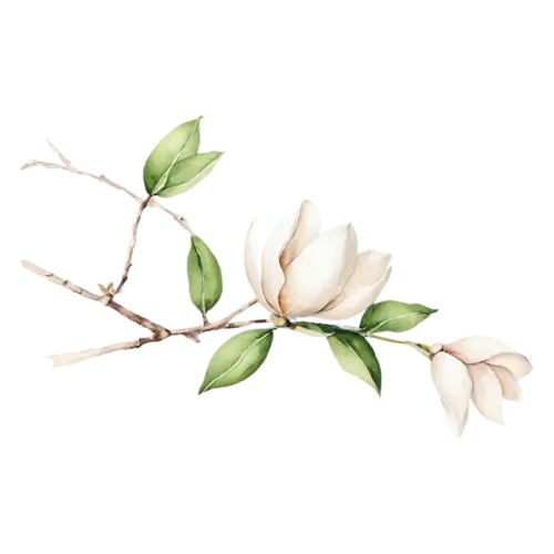 Magnolia with two blossoms and glossy green leaves, large cupped blossoms in creamy white and soft pink with glossy green leaves, watercolor painting, transparent background