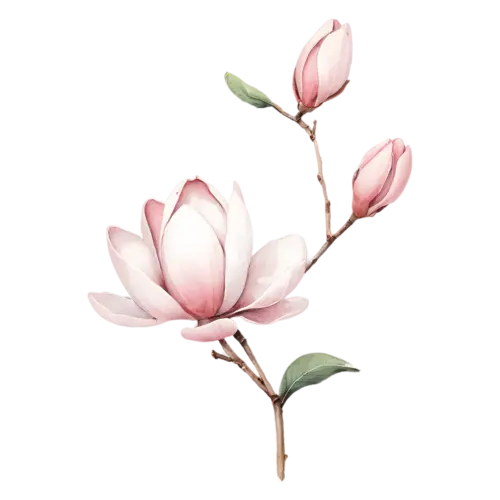 Magnolia with a blush-pink cupped flower, large cupped blossoms in creamy white and soft pink with glossy green leaves, watercolor painting, transparent background