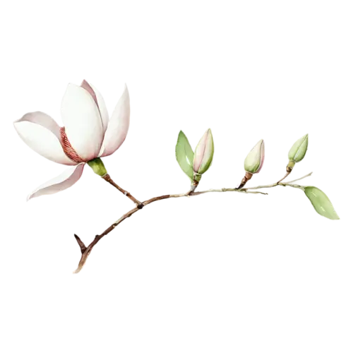 Magnolia with one open flower and one closed bud, large cupped blossoms in creamy white and soft pink with glossy green leaves, watercolor painting, transparent background