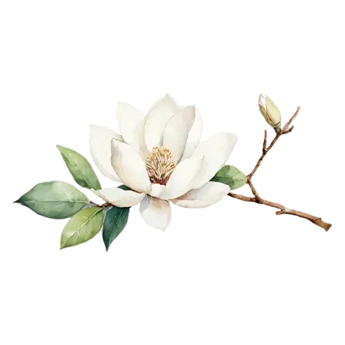 Magnolia with a full white blossom viewed from the side, large cupped blossoms in creamy white and soft pink with glossy green leaves, watercolor painting, transparent background