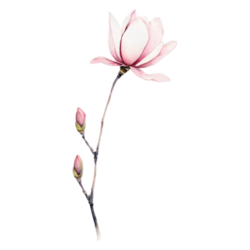 Magnolia with pink-tinged petals on a dark stem, large cupped blossoms in creamy white and soft pink with glossy green leaves, watercolor painting, transparent background
