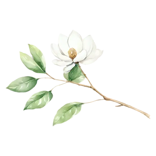 Magnolia curved, with a creamy bloom and leaves, large cupped blossoms in creamy white and soft pink with glossy green leaves, watercolor painting, transparent background