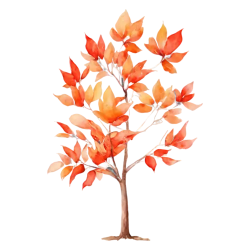 Maple Tree in full color with brilliant red and orange leaves, a full-canopy maple in brilliant red and orange autumn color, watercolor painting, transparent background