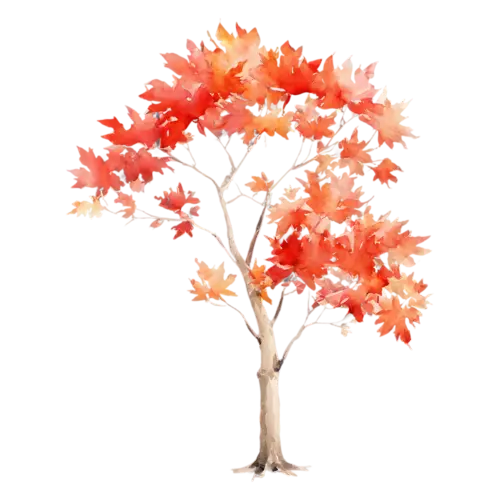 Maple Tree with a broad rounded canopy of fiery red foliage, a full-canopy maple in brilliant red and orange autumn color, watercolor painting, transparent background