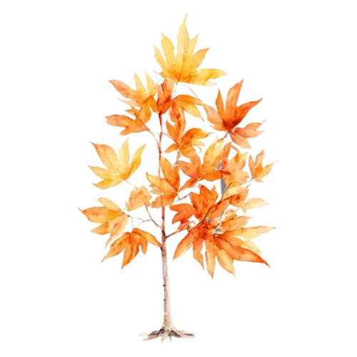 Maple Tree tall and full with mixed orange and yellow leaves, a full-canopy maple in brilliant red and orange autumn color, watercolor painting, transparent background