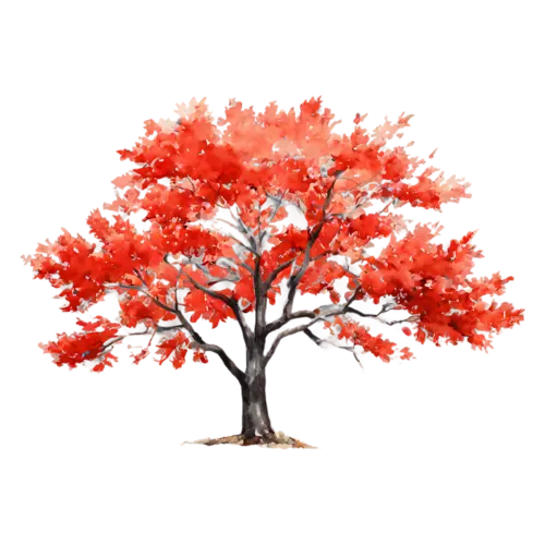 Maple Tree with deep crimson leaves and a few drifting down, a full-canopy maple in brilliant red and orange autumn color, watercolor painting, transparent background
