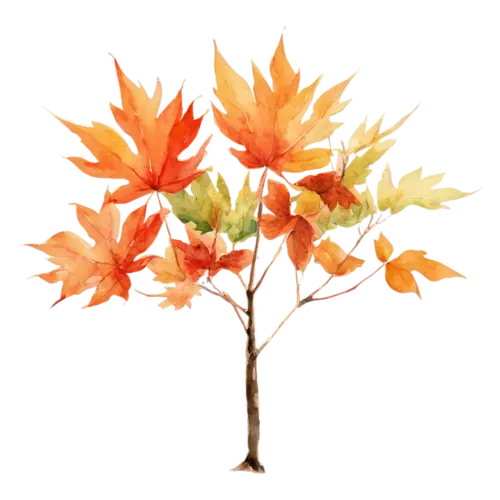 Maple Tree young slender sapling with bright orange leaves, a full-canopy maple in brilliant red and orange autumn color, watercolor painting, transparent background