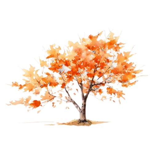 Maple Tree with a wide spreading canopy in scarlet red, a full-canopy maple in brilliant red and orange autumn color, watercolor painting, transparent background