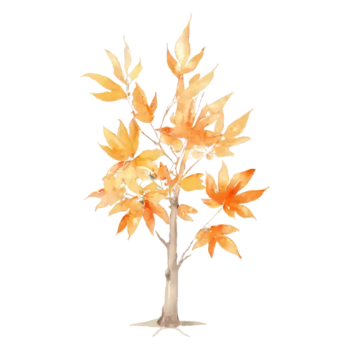 Maple Tree showing a mix of green and turning red leaves, a full-canopy maple in brilliant red and orange autumn color, watercolor painting, transparent background
