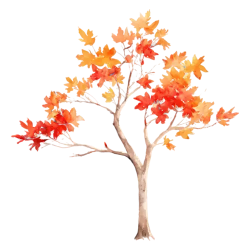 Maple Tree windswept with leaves blowing to one side, a full-canopy maple in brilliant red and orange autumn color, watercolor painting, transparent background