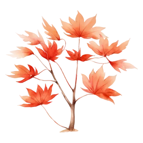 Maple Tree with golden-orange foliage and a thick trunk, a full-canopy maple in brilliant red and orange autumn color, watercolor painting, transparent background