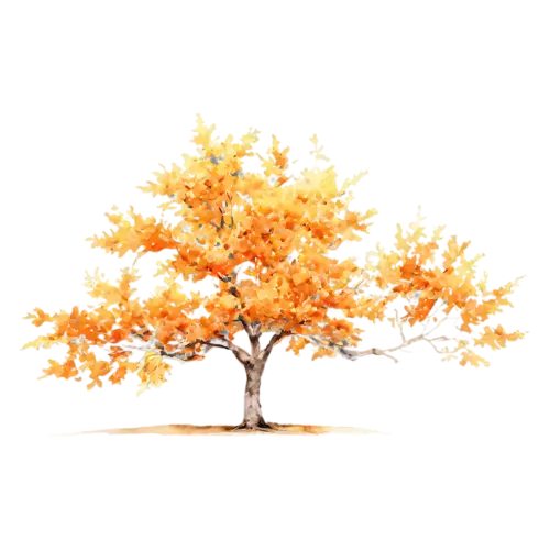 Maple Tree compact with vivid red and amber leaves, a full-canopy maple in brilliant red and orange autumn color, watercolor painting, transparent background