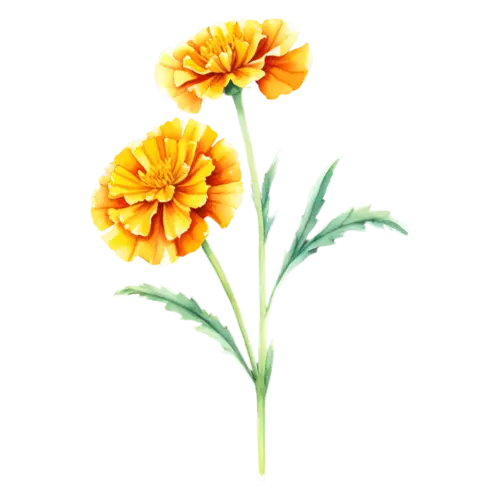 Marigold French variety sprig with two red-and-gold bicolor blooms on one branching stem, watercolor painting, transparent background