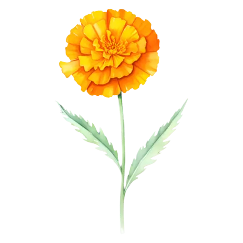 Marigold cempasuchil variety, a single bright orange bloom with densely ruffled petals on a leafy stem, watercolor painting, transparent background