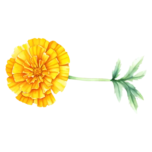 Marigold single golden bloom viewed face-on with a laid-flat stem and serrated leaves, watercolor painting, transparent background