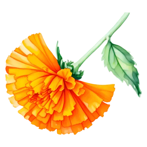 Marigold large tangerine pom-pom bloom in side profile on a diagonal stem with one leaf, watercolor painting, transparent background