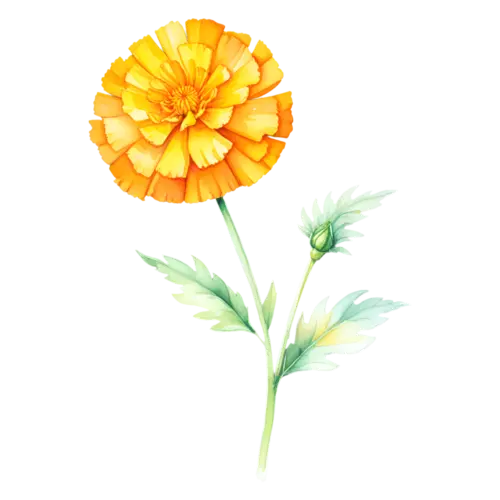 Marigold golden pom-pom bloom with a green bud on a branching leafy stem, watercolor painting, transparent background