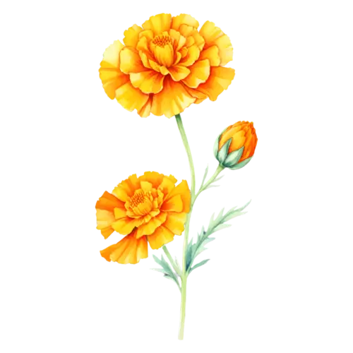 Marigold sprig with two golden-orange blooms and an opening orange bud on one stem, watercolor painting, transparent background