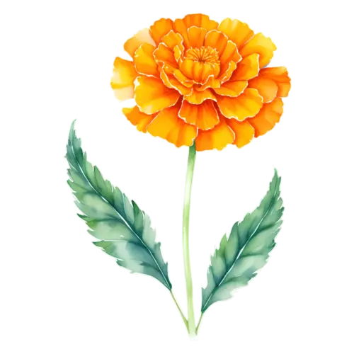 Marigold luminous orange bloom with two large serrated leaves on a single stem, watercolor painting, transparent background