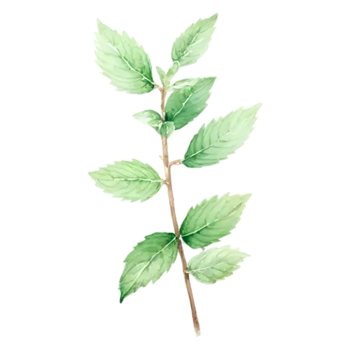 Mint watercolor clipart