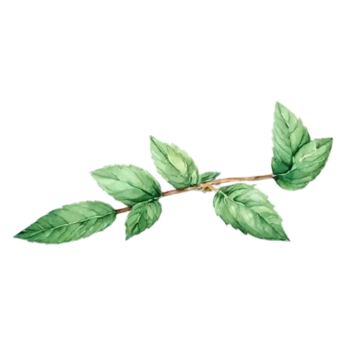 Mint with a pair of crinkled green leaves, bright-green toothed leaves with deeply veined crinkled surfaces, watercolor painting, transparent background