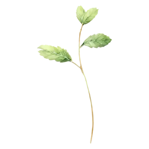 Mint peppermint variety with darker veined leaves, bright-green toothed leaves with deeply veined crinkled surfaces, watercolor painting, transparent background