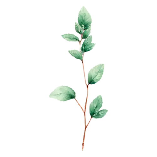 Mint with a single upright stem of paired leaves, bright-green toothed leaves with deeply veined crinkled surfaces, watercolor painting, transparent background