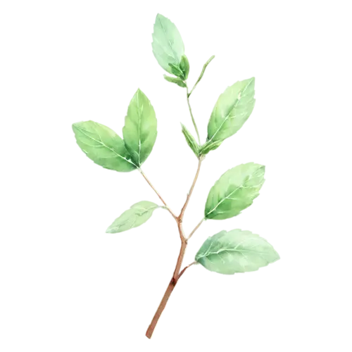Mint with a tender sprig and small top leaves, bright-green toothed leaves with deeply veined crinkled surfaces, watercolor painting, transparent background