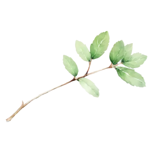 Mint bushy sprig with several leaf pairs, bright-green toothed leaves with deeply veined crinkled surfaces, watercolor painting, transparent background