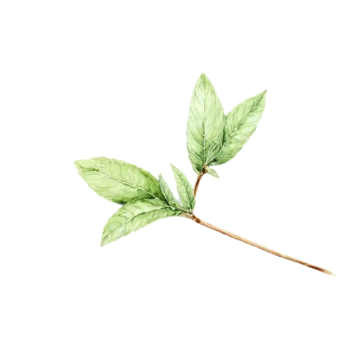 Mint with a small spike of tiny pale flowers, bright-green toothed leaves with deeply veined crinkled surfaces, watercolor painting, transparent background