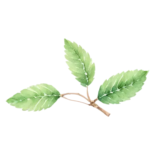Mint young sprig with bright fresh leaves, bright-green toothed leaves with deeply veined crinkled surfaces, watercolor painting, transparent background
