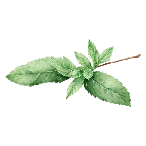 Mint with broad rounded crinkled leaves, bright-green toothed leaves with deeply veined crinkled surfaces, watercolor painting, transparent background