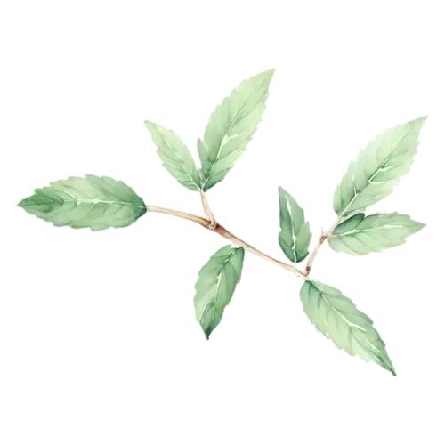 Mint long stem with evenly spaced leaves, bright-green toothed leaves with deeply veined crinkled surfaces, watercolor painting, transparent background