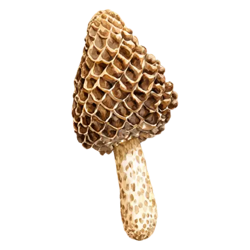 Morel with a tall honeycombed tan cap, a distinctive honeycombed conical cap in warm tan and brown on a hollow pale stem, watercolor painting, transparent background