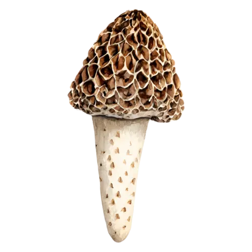 Morel with a conical pitted brown cap, a distinctive honeycombed conical cap in warm tan and brown on a hollow pale stem, watercolor painting, transparent background