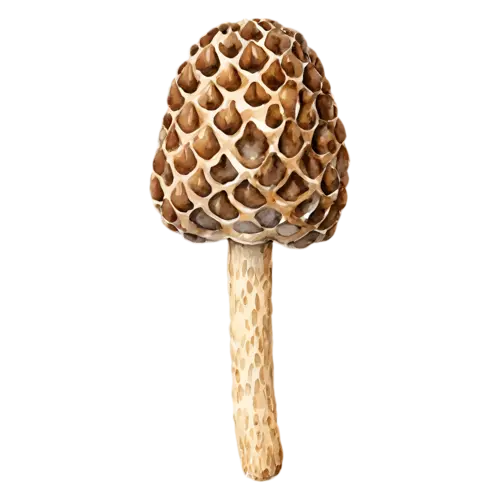 Morel with a rounded honeycomb cap and short stem, a distinctive honeycombed conical cap in warm tan and brown on a hollow pale stem, watercolor painting, transparent background