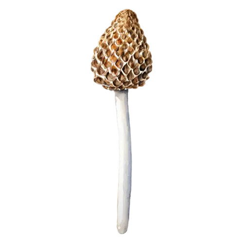 Morel with a deep tan ridged cap, a distinctive honeycombed conical cap in warm tan and brown on a hollow pale stem, watercolor painting, transparent background