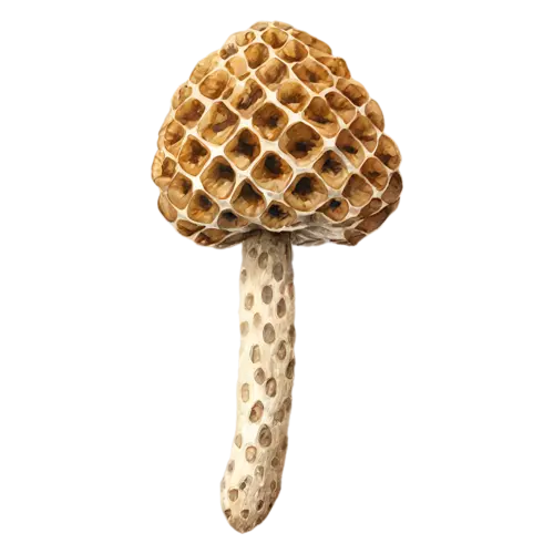 Morel with an elongated honeycombed cap, a distinctive honeycombed conical cap in warm tan and brown on a hollow pale stem, watercolor painting, transparent background