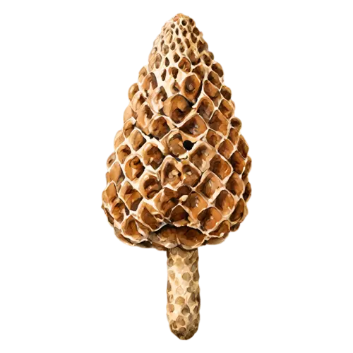 Morel with a grey-brown pitted cap, a distinctive honeycombed conical cap in warm tan and brown on a hollow pale stem, watercolor painting, transparent background