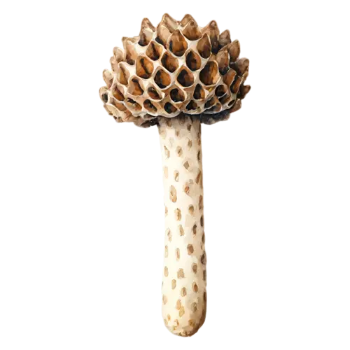 Morel with a golden-tan netted cap, a distinctive honeycombed conical cap in warm tan and brown on a hollow pale stem, watercolor painting, transparent background