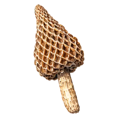 Morel with a stout honeycombed cap and thick stem, a distinctive honeycombed conical cap in warm tan and brown on a hollow pale stem, watercolor painting, transparent background