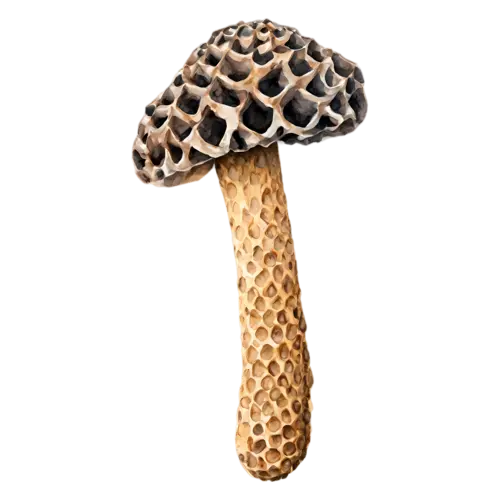 Morel with a dark brown deeply pitted cap, a distinctive honeycombed conical cap in warm tan and brown on a hollow pale stem, watercolor painting, transparent background