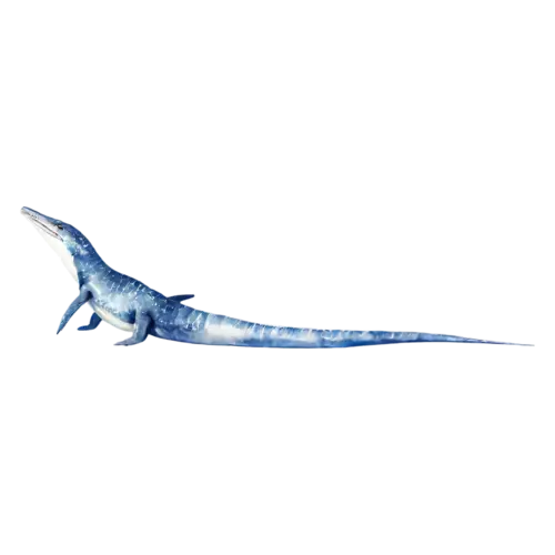 Mosasaurus tail curving behind, full body side view, a giant prehistoric sea reptile with a long streamlined body, watercolor painting, transparent background