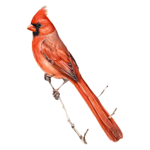 Northern Cardinal perched with head turned, brilliant red plumage, watercolor painting, transparent background