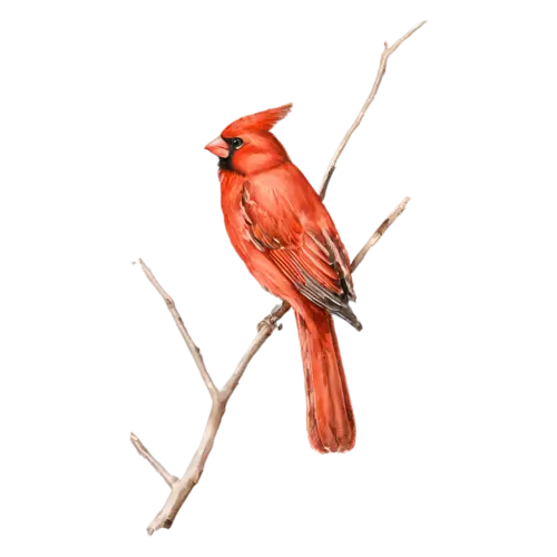 Northern Cardinal on a leafy twig, brilliant red plumage, watercolor painting, transparent background