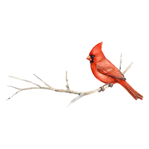 Northern Cardinal perched calmly on a branch, brilliant red plumage, watercolor painting, transparent background