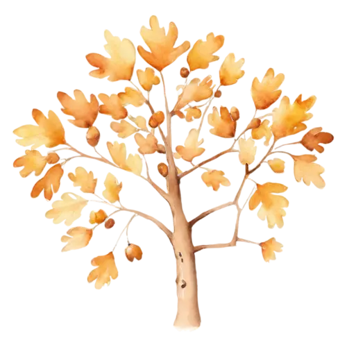 Oak Tree with golden-brown autumn leaves and acorns, a broad, watercolor painting, transparent background